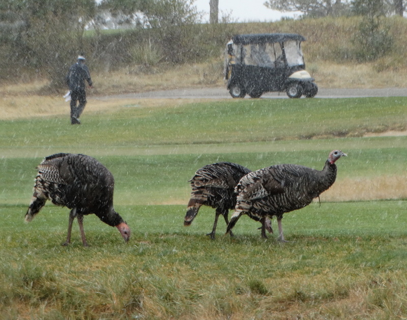 All Teed Up